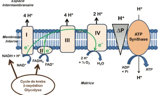 Figure I.15 : Représentation schématique et fonctionnement de la chaine respiratoire  mitochondriale 