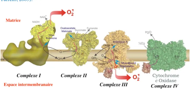 Figure I.17 : Production du superoxyde à travers les complexes I et III 