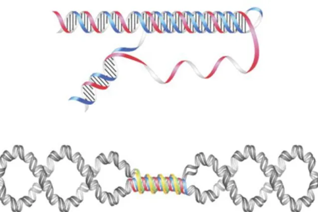 Figure 10: Une présentation schématique de la forme d’ADN anormal dans le cas de FRDA
