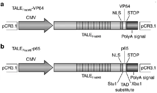 Figure 15: Présentation de la structure moléculaire de complexe TALE-FT 