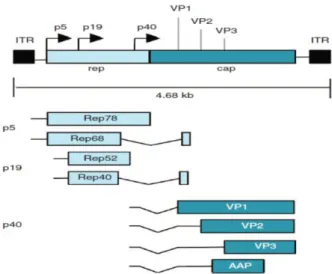 Figure 20: La structure et l'organisation du génome du virus adéno-associé (AAV) [41].