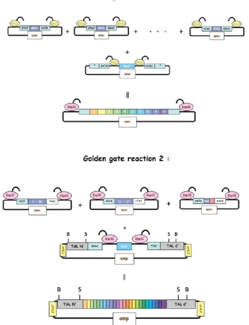 Figure 26: Les deux grandes étapes de l’assemblage des RVDs avec la réaction Golden Gate   (Http://www.ncbi.nlm.nih.gov/nuccore/NG_034463.1)