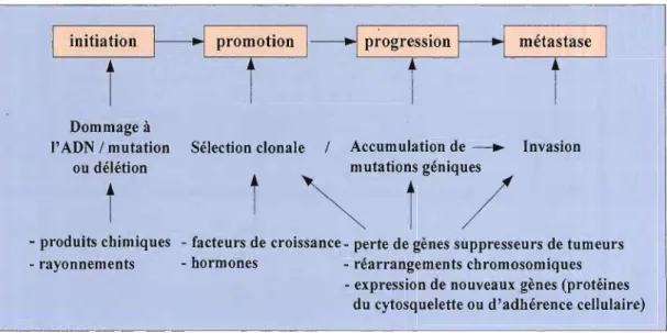 Figure  2:  Les  principales  étapes  d'initiation,  de  promotion  et  de  progression  de  la  cancérogenèse