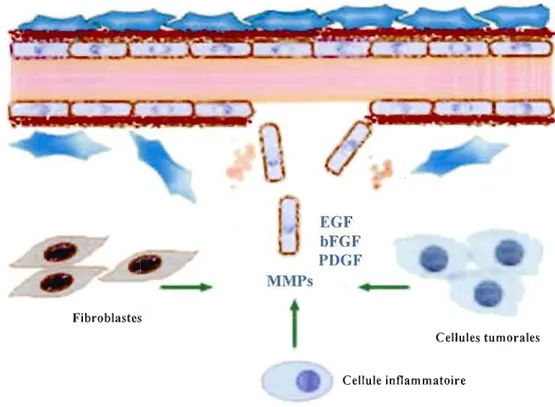 Figure  5:  Les  événements  principaux  de  l'angiogenèse.  Les  cellules  tumorales  ainsi  que  les  cellules  qui  entourent  la  tumeur  (les  cellules  endothéliales,  inflammatoires  et  les  fibroblastes)  surexpriment  des  métalloprotéases  matri