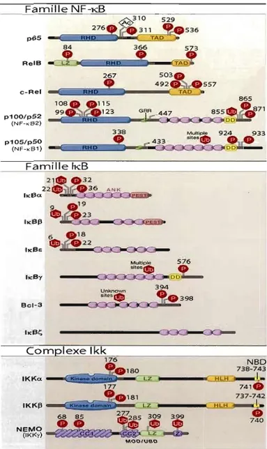 Figure 6:  Les  familles  de  protéines NF-KR,  IKB,  et IKK.  Les  membres  de  NF-kappa  B,  1­