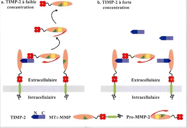 Figure 10:  Mécanisme d'activation  de  la  proMMP-2.  (a)  La  métalloprotéinase  matricielle  membranaire  de  type-l  (MTI-MMP)  se  lie  via  son  domaine  catalytique  au  domaine  N­