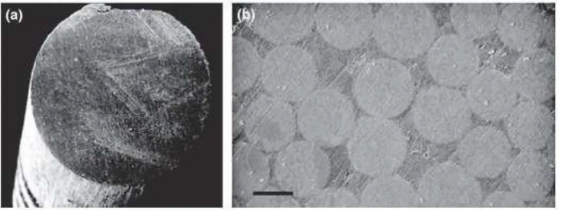 Figure 5 : image observée au microscope électronique à balayage d’une  coupe transversale d’un tenon fibré montrant la présence des fibres 