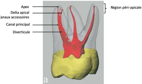 Figure  1  :  Rendu  volumique  3D  illustrant la  morphologie du  complexe  pulpo- pulpo-dentinaire sur une molaire maxillaire : la région apicale est pourvue de nombreux  canaux  accessoires  latéro-radiculaires  qui  communiquent  avec  l’espace  desmod