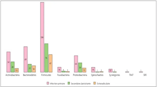 Figure  5  :  Classification  taxonomique  des  principales  espèces  bactériennes  présentent dans les parodontites apicale [57]