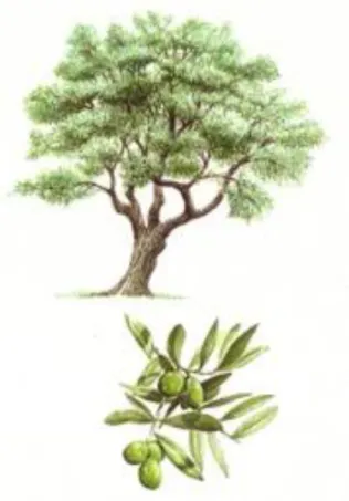 Figure 3 : Dessin de l'Olivier 