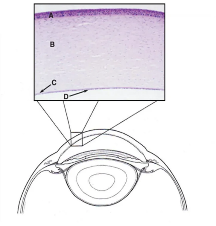 Figure 2- Photomicrographie de la cornée du chat  Adapté de (Gilger, et al. 2007; Maggs 2007) 