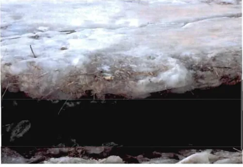 Figure 1.5: Érosion des  berges causée par l'action des  glaces de  rivière. 