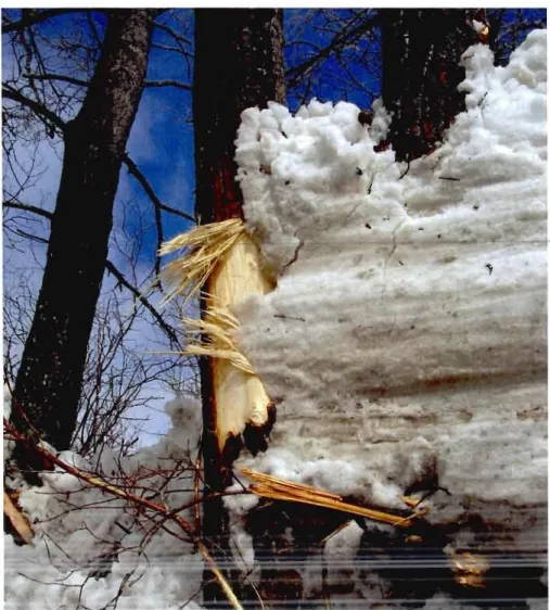 Figure 1.12: Impact de glace sur un  arbre riverain  rivière Matane, 6 avril 2009 