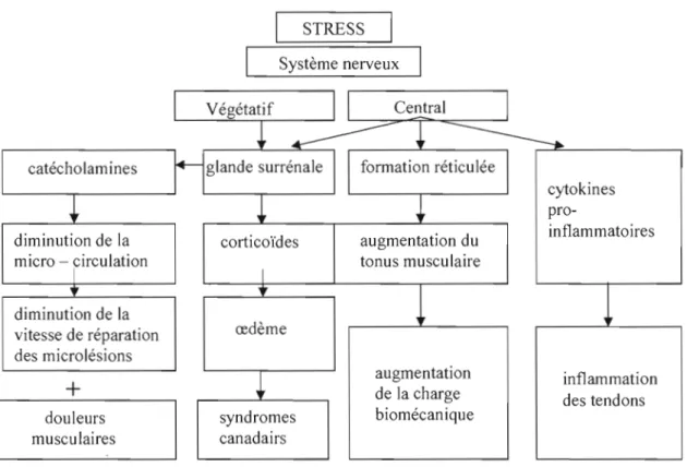 Figure  1.  Hypothèses sur les  relations entre le stress et les TMS du membre supérieur