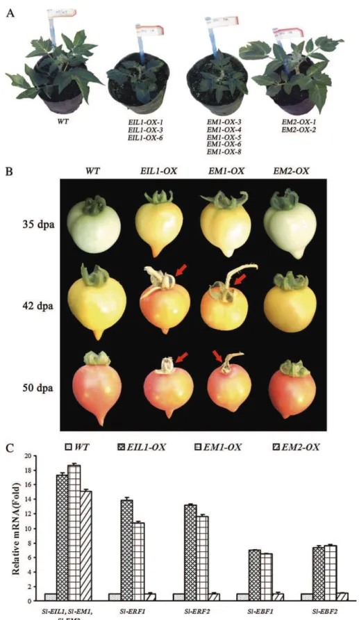 Fig. 5. Phenotyping and expression analysis of ethylene-responsive genes in transgenic tomatoes lines expressing Sl-EIL1 carrying a native or mutated version of EPR1