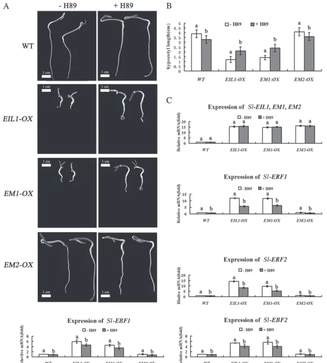 Fig. 6. Assessing the phenotypes and expression of ethylene-responsive genes in tomato seedlings treated with H-89,
