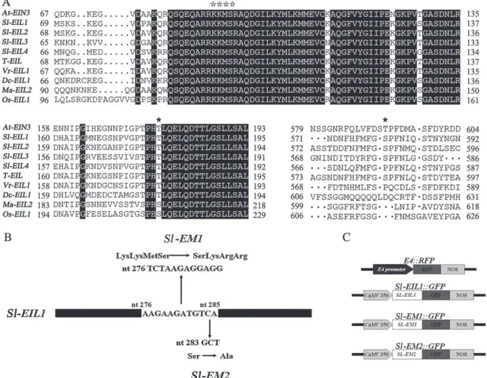 Fig. 1. Identification of a putative phosphorylation site within EIN3/EIL proteins and assessing its potential role in the nuclear targeting of Sl-EIL1