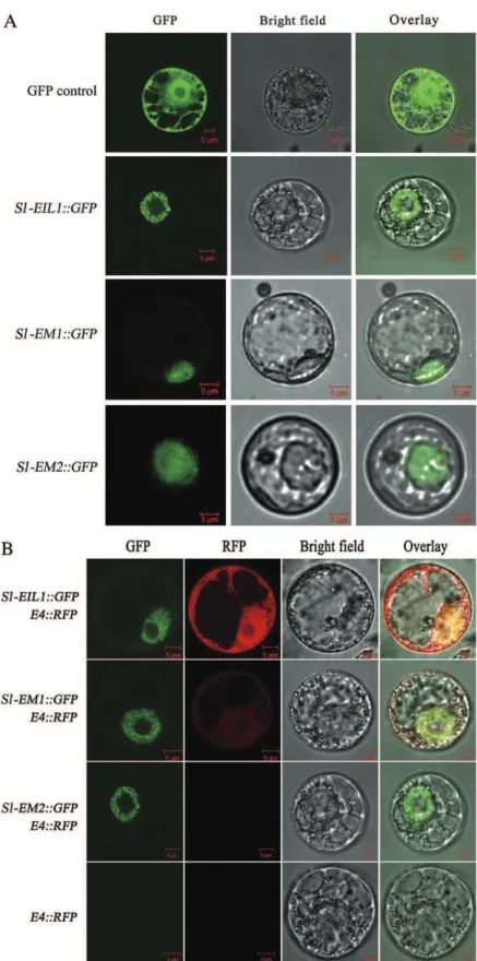 Fig. 2. Transactivation assays in a single cell system. (A) The nuclear localization of the Sl-EIL1, Sl-EM1, and Sl-EM2 proteins fused to GFP was assessed by confocal laser scanning microscopy