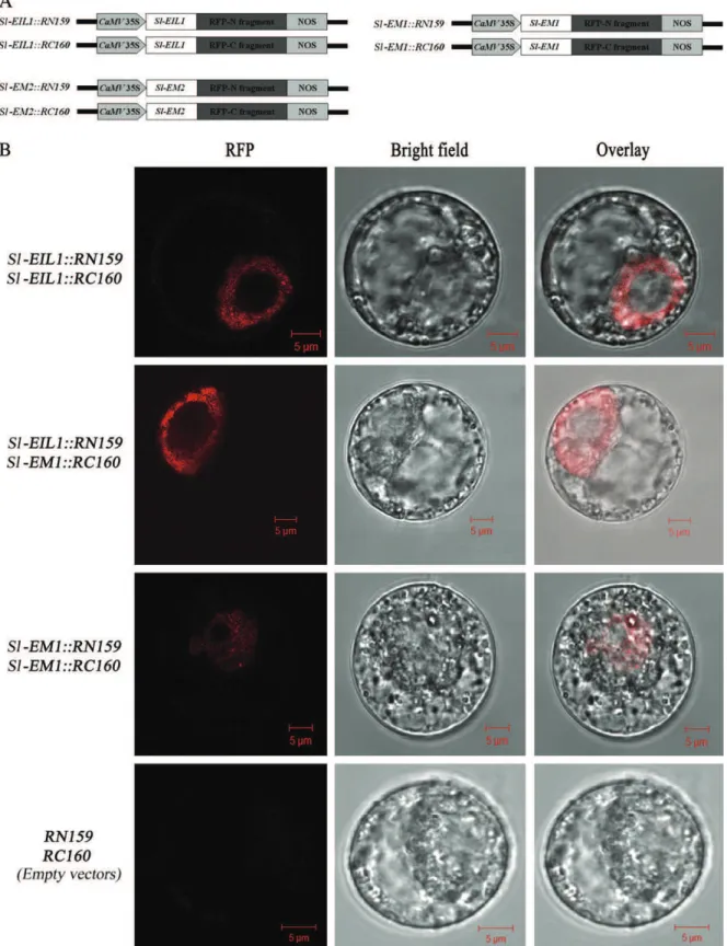Fig. 4. Assessing the capacity of Sl-EIL1, Sl-EM1, and Sl-EM2 proteins to form hetero- and homodimers