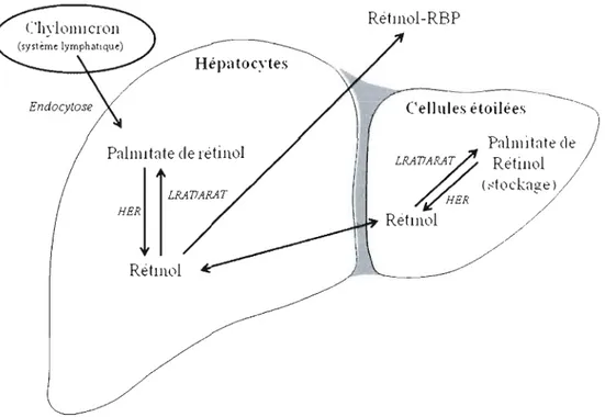 Figure  1.3.  Entreposage et libération  hépatique des  rétinoïdes.  RBP:  Protéine  de  transport  du  rétinol