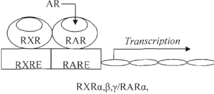 Figure  1.5:  Activité  nucléaire  de  l'AR.  Le  récepteur  RAR  (a,~,y)  agit  en  hétérodimère  avec  le  récepteur  RXR  (a,~,y)  comme  facteur  de  transcription  sur  l'élément  de  réponse  à  l'AR  (RARE)  lors  de  la  liaison  de  l'AR