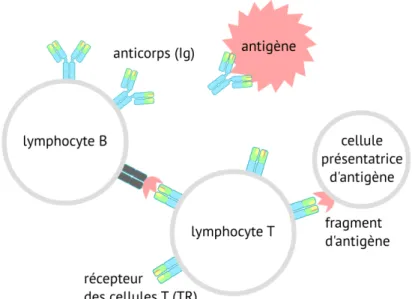Figure 1.1 : Les lymphocytes B produisent des anticorps qui reconnaissent un anti- anti-gène