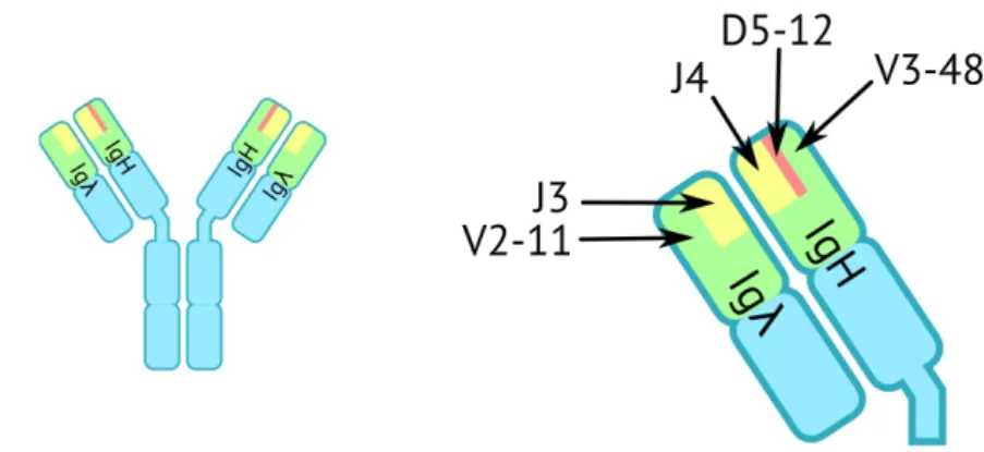 Figure 1.2 : Une recombinaison VDJ rapproche un gène V, un gène D et un gène J.