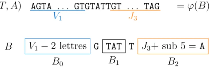 Figure 3.1 : La séquence est constituée du gène V 1 moins les 2 dernières lettres, du facteur GTATT, puis du gène J 3 ayant une substitution à la cinquième lettre pour la lettre A