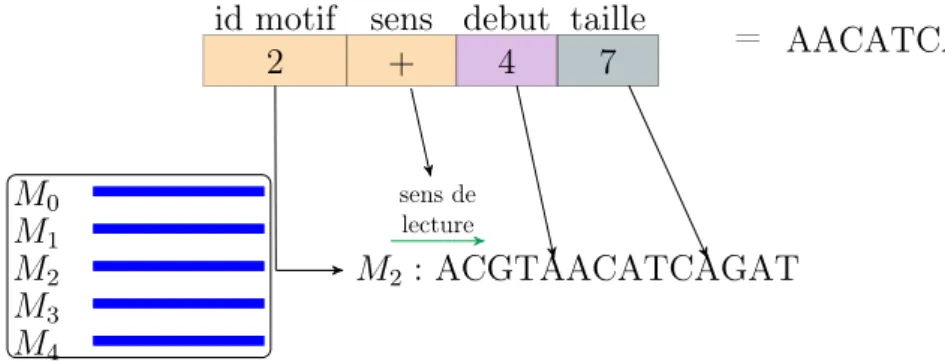 Figure 3.2 : Une boite normale BN(2, +, 4, 7) codant la séquence AACATCA. Elle provient du motif M 2 que l’on lit de gauche à droite en commençant à la position 4, et est de taille 7.