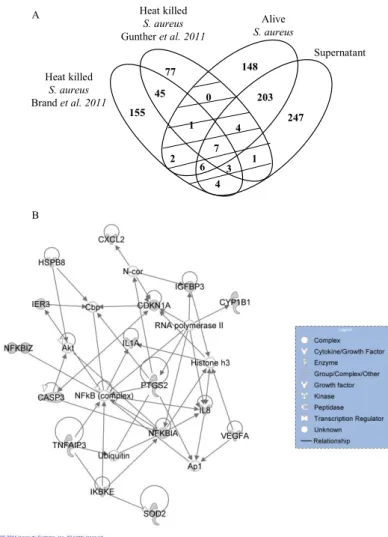 Figure 4: Comparison of DEG lists of MEC stimulated in vitro in function of S. aureus  stimulation form (heat-killed bacteria, live bacteria or culture supernatant) by Venn diagrams  (Figure A)