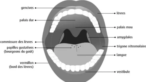 Illustration 1 : Schéma de la cavité buccale (2) 