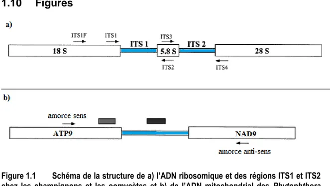 Figure 1.1  Schéma de la structure de a) l’ADN ribosomique et des régions ITS1 et ITS2  chez  les  champignons  et  les  oomycètes  et  b)  de  l’ADN  mitochondrial  des  Phytophthora  spp