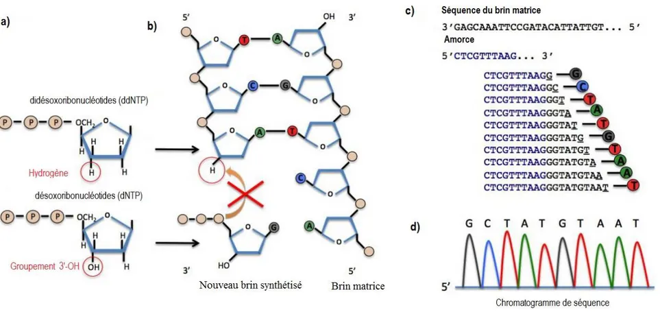 Figure 1.2  Processus  biochimique  du  séquençage  Sanger  impliquant  a)  des  désoxyribonucléotides  (forme  naturelle)  et  des  nucléotides  terminateurs,  les  didésoxyribonucléotides  (groupement  hydroxyle  remplacé  par  un  atome  d’hydrogène)  q