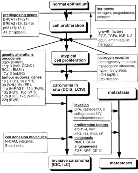 Figure 3 Model of the multistep carcinogenesis in BC (Beckmann et al., 1997). 