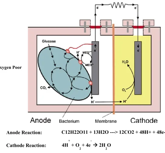 Figure 4 : Microbial fuel cells (MFCs) to turn waste into energy and potable water: under anaerobic  conditions, electrons produced by substrate oxidation via bacteria are transferred to anode (negative  ter-minal) and flow to the cathode (positive terter-