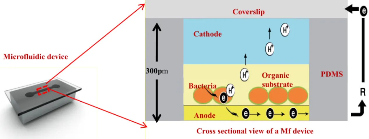 Figure 8: Cross-sectional view of a micro-scale microbial fuel cell (MFC)