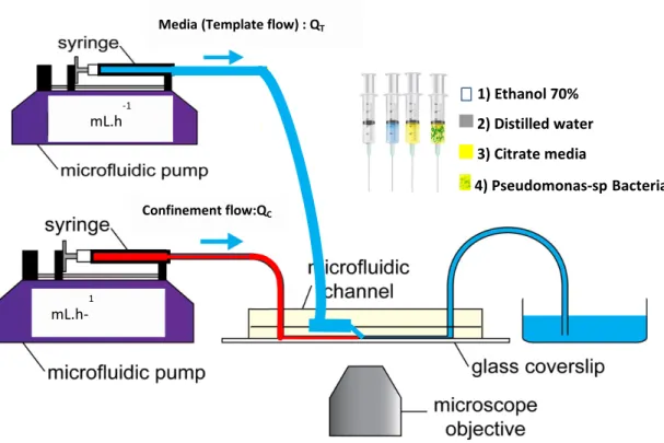 Figure 14 : A schematic of PDMS-glass microchannel and flow equipment, the channels are connected  to the Teflon tubing inserted into the PDMS cast serve as the inlet and outlet connector for liquid  deliv-ery and filled with a blue dye for visualisation t