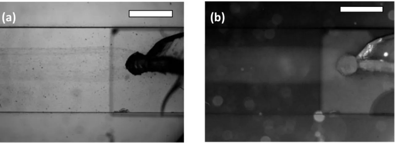 Figure 15 (a) shows a transmission microscope image taken during this process. From the junc- junc-tion output, at the right of the image, a visible stream of planktonic-phase CT07 bacteria  co-flowed downstream in a linear pattern, confined by a transpare