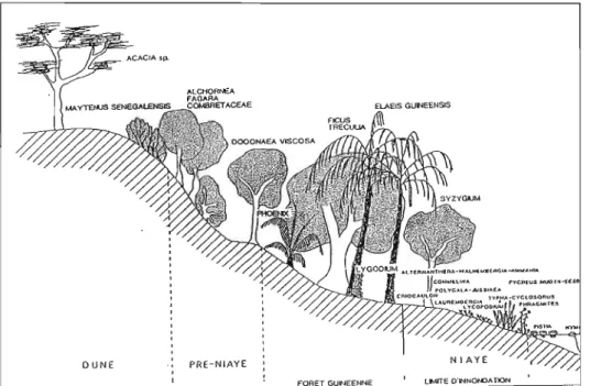 Figure  2.  Représentation schématique de la végétation d'une Niaye (Lézine,  1987). 