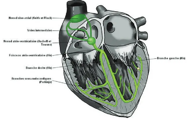 Figure 1-3 : Automatisme cardiaque  Schématisation des voies et du tissu nodal  Source : imaios.com 