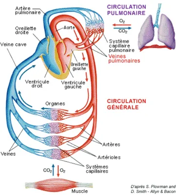 Figure 1-4 : Schématisation de la circulation sanguine  Source : jpb-imagine.com 