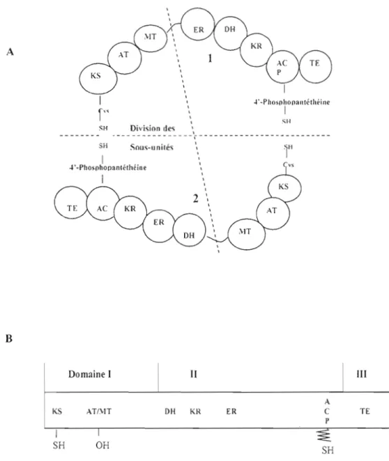 Figure  3 :Localisation  des  sites  fonctionnels  du  complexe  multienzymatique  de  l'acide  gras  synthase