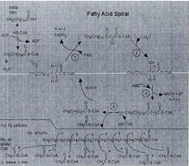 Figure 7 ; p-oxydation  des  acides gras. (E.Ophardt, 2003) 