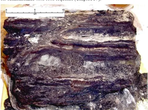 Figure 3.8  Alternance de dépôts organiques et minéraux dans  le  membre terrestre. 
