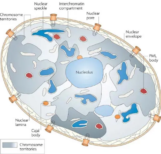 Figure 9 : Représentation de l’organisation du noyau de cellules de mammifères  (Lanctôt et al., 2007) 