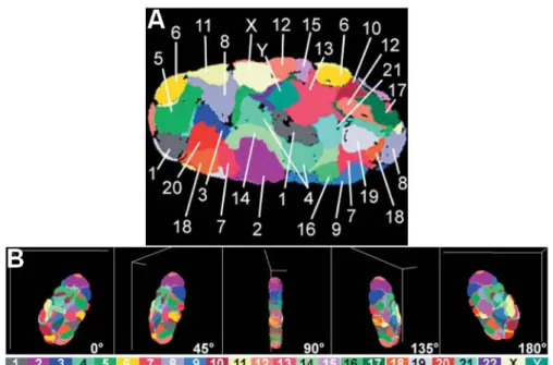 Figure 14 : Positionnement des chromosomes dans un noyau de fibroblaste  humain (Bolzer et al., 2005) 