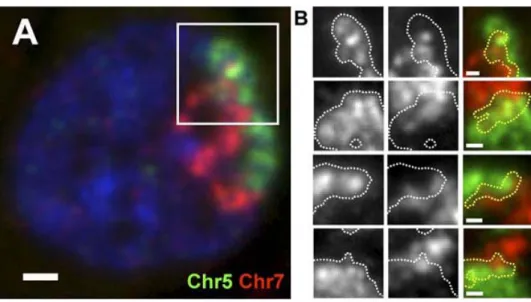 Figure 23 : Interactions entre territoires chromosomiques dans le noyau de  cellules humaines (Branco et Pombo, 2006) 