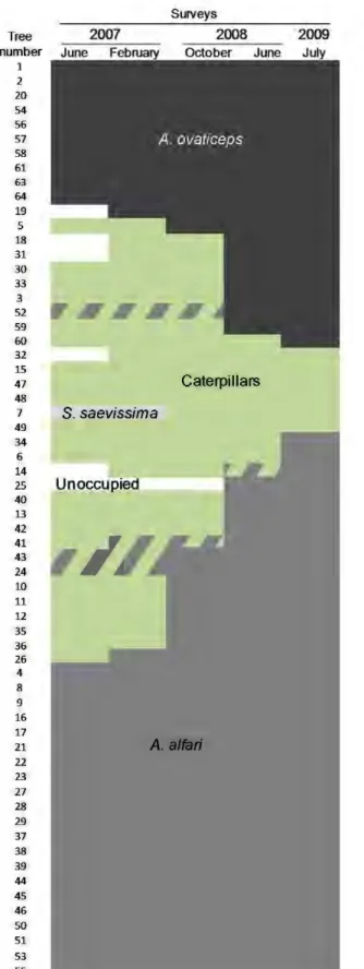 Figure 3. Host successional patterns for Ceaopm treelets.  Host  successional patterns for each  Cecropia  sapling monitored during the  3-year  survey  on  the  dirt  road  near  the  Montagne  des  singes