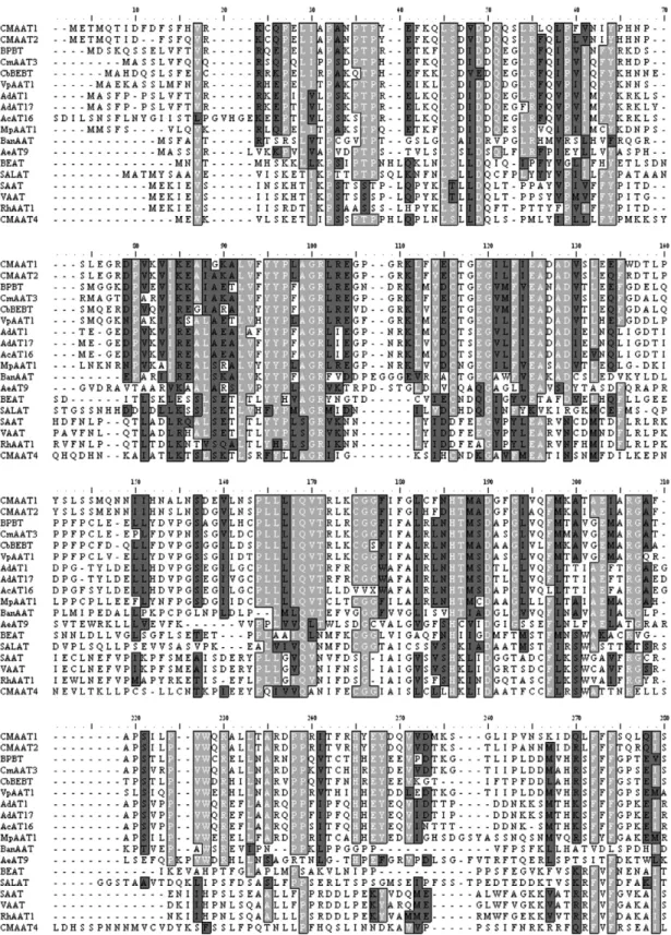 Fig. 5. Amino acid sequence alignment of four Actinidia alcohol acyltransferases (AATs) with fruit- or ﬂower-derived AATs from different plant species