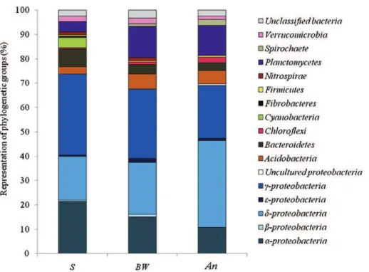 Fig. 2. Relative representation of phylogenetic groups in surface (S ), burrow wall (BW ) and anoxic (An) sediment samples in H
